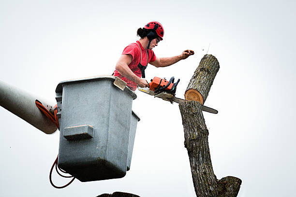 Hutto, TX Tree Care Company